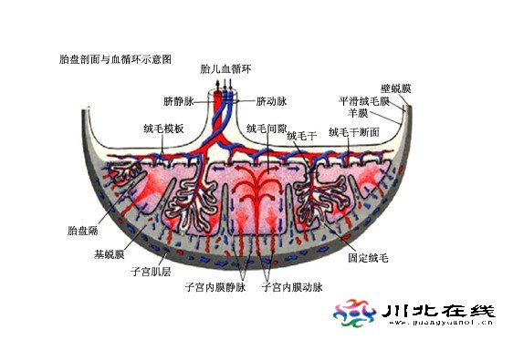 Ļa(chn)D䲻Ҋ(jin)̥Pt(y)o(h)Ƿ