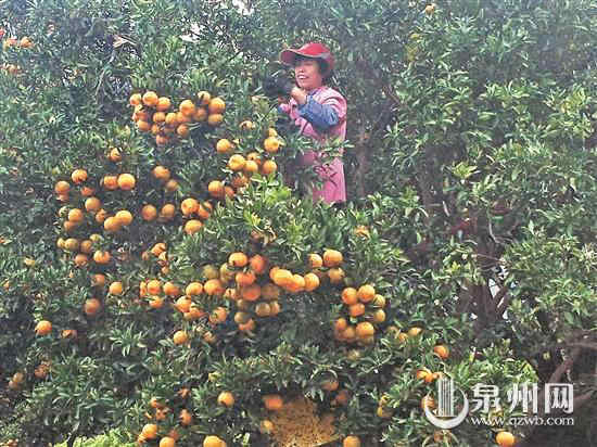 發(fā)愁!大豐收年 南安蓬華這果園30萬斤蘆柑無銷路