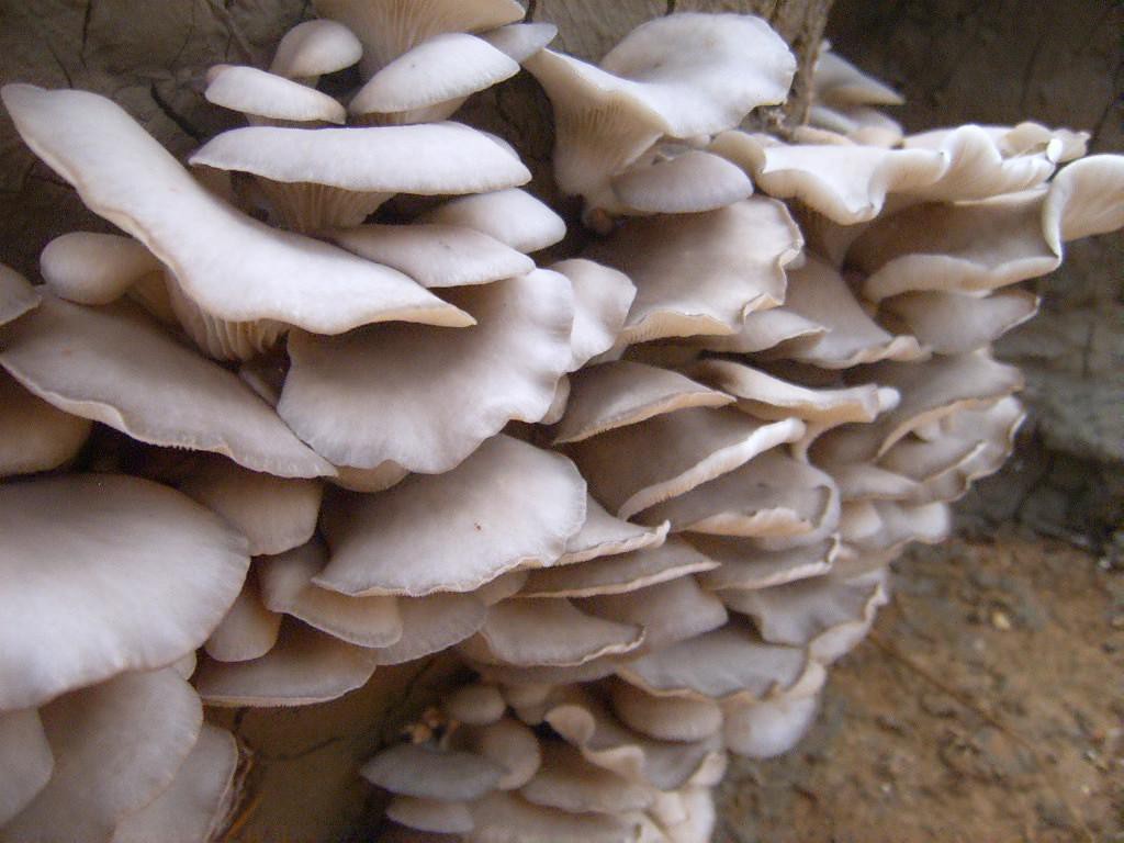 冬天平菇出菇期管理方法