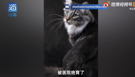 名貴貓王后代醫(yī)院體檢被誤做絕育 你支持寵物保護(hù)立法嗎