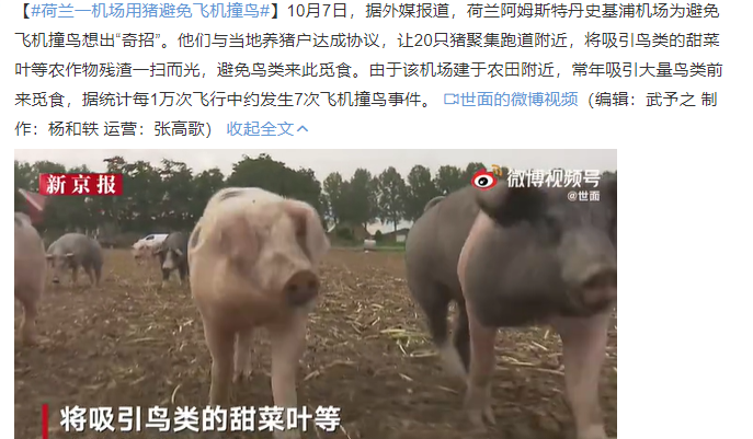 荷蘭一機(jī)場(chǎng)用豬避免飛機(jī)撞鳥(niǎo) 網(wǎng)友:八戒啊原來(lái)你還有這功能啊!