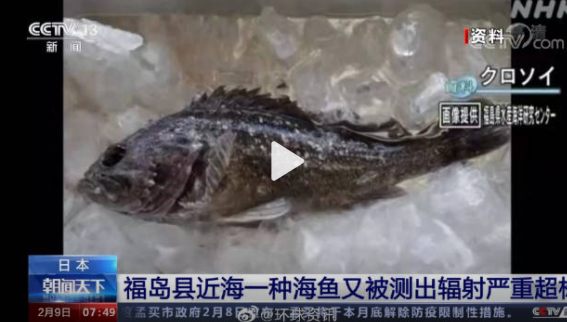 日本福島近海魚輻射嚴重超標 銫活度超標14倍