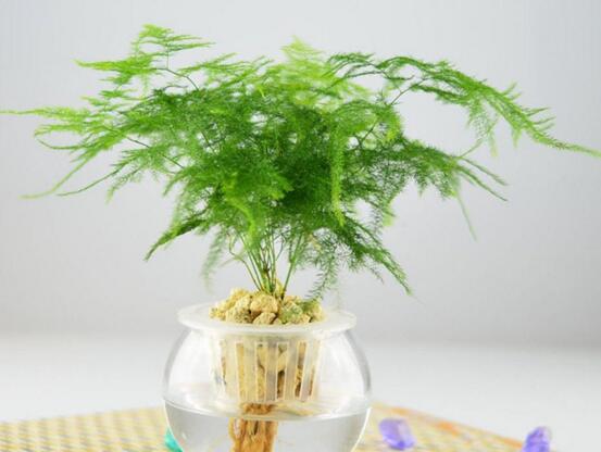 文竹葉子干枯怎么辦,七種原因?qū)ΠY下藥