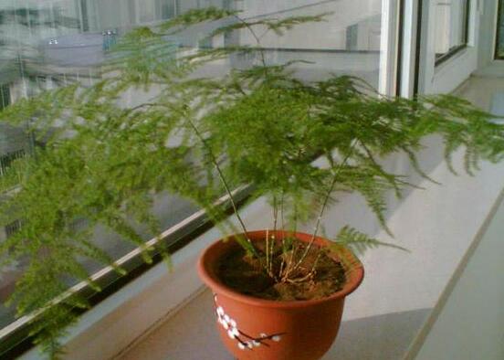 文竹葉子干枯怎么辦,七種原因?qū)ΠY下藥