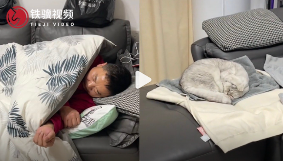 爸爸呼嚕聲太大小貓捂耳朵睡覺 網(wǎng)友:貓咪也受不了主人打呼嚕