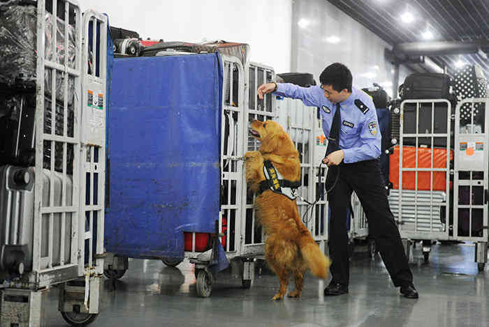 執(zhí)勤2500余次緝毒犬退役 戍邊7年緝毒犬黑澤告別戰(zhàn)友