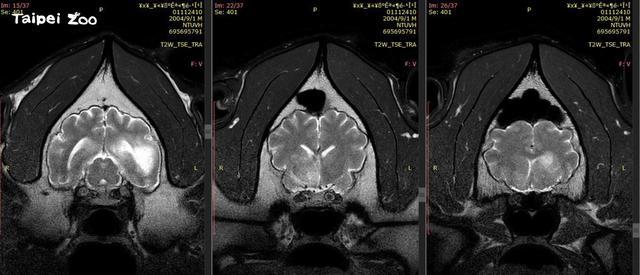 大熊貓“團團”疑有惡性腫瘤 用腳拖行前進讓人心疼