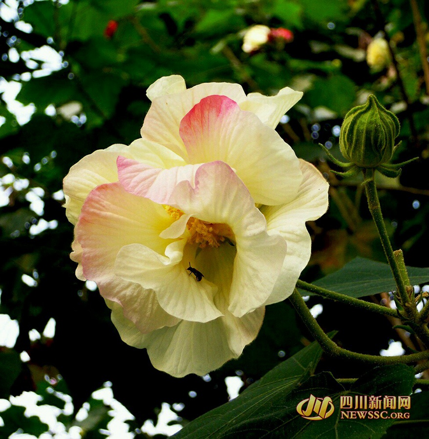 芙蓉花開如錦繡 成都市花盛開 一起去賞芙蓉吧