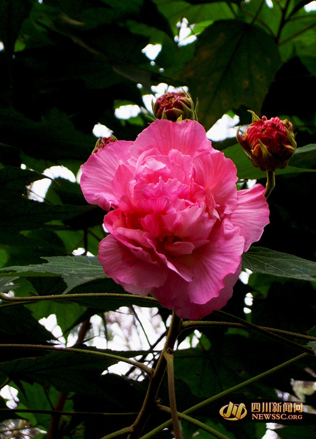 芙蓉花開如錦繡 成都市花盛開 一起去賞芙蓉吧