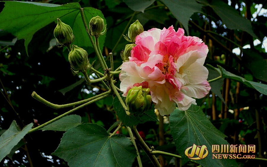 芙蓉花開如錦繡 成都市花盛開 一起去賞芙蓉吧