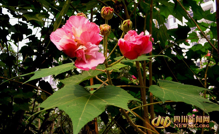 芙蓉花開如錦繡 成都市花盛開 一起去賞芙蓉吧